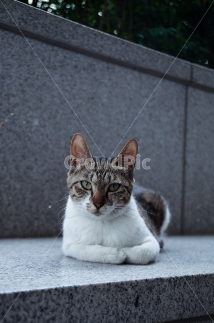 동물,고양이,유기묘,cat,animal,동물,animal,포유류,mammal,고양이,cat,kitten,kitty