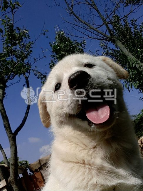 animal,동물,개,dog,반려견,강아지