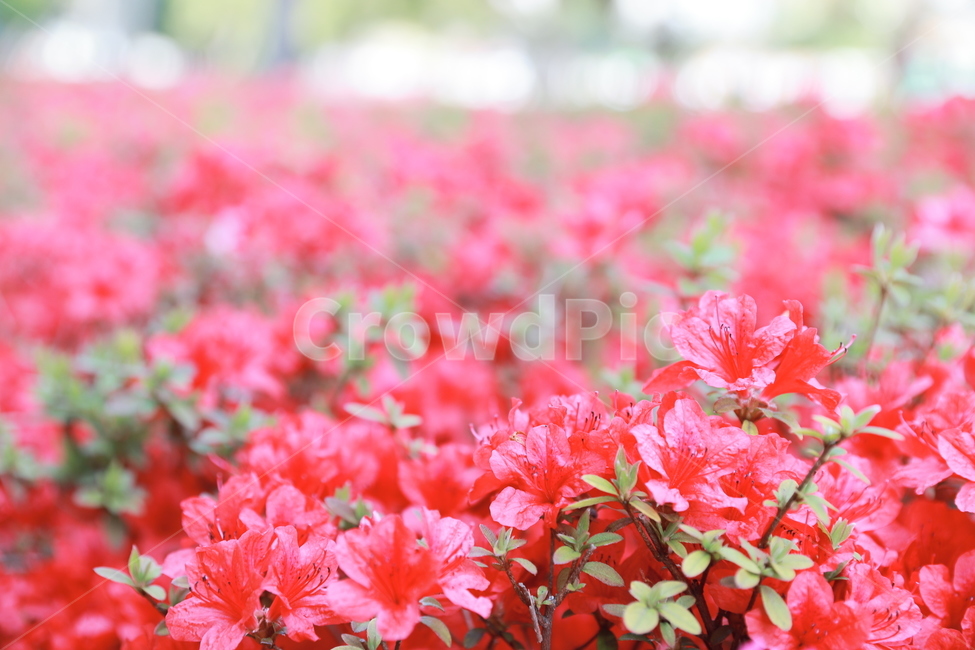 꽃,flower,봄,아웃포커싱,계절