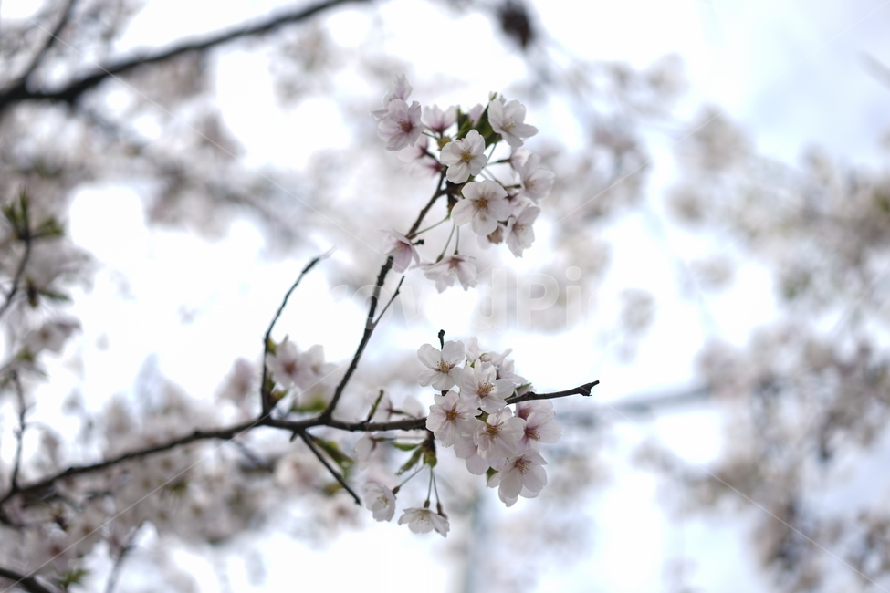 벗꽃,꽃,봄,사쿠라,꽃뭉치,봄,계절,spring,season,식물,자연,plants,nature,꽃,flower,plant,blossom