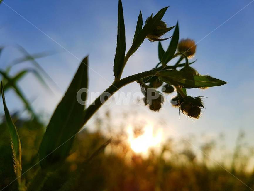 꽃,하늘,풍경,꽃밭,자연,background,flower,nature,sky