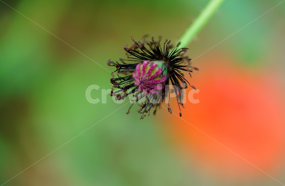 양귀비,꽃양귀비,시들다,씨방,접사,감성,식물,자연,plants,nature,꽃,flower