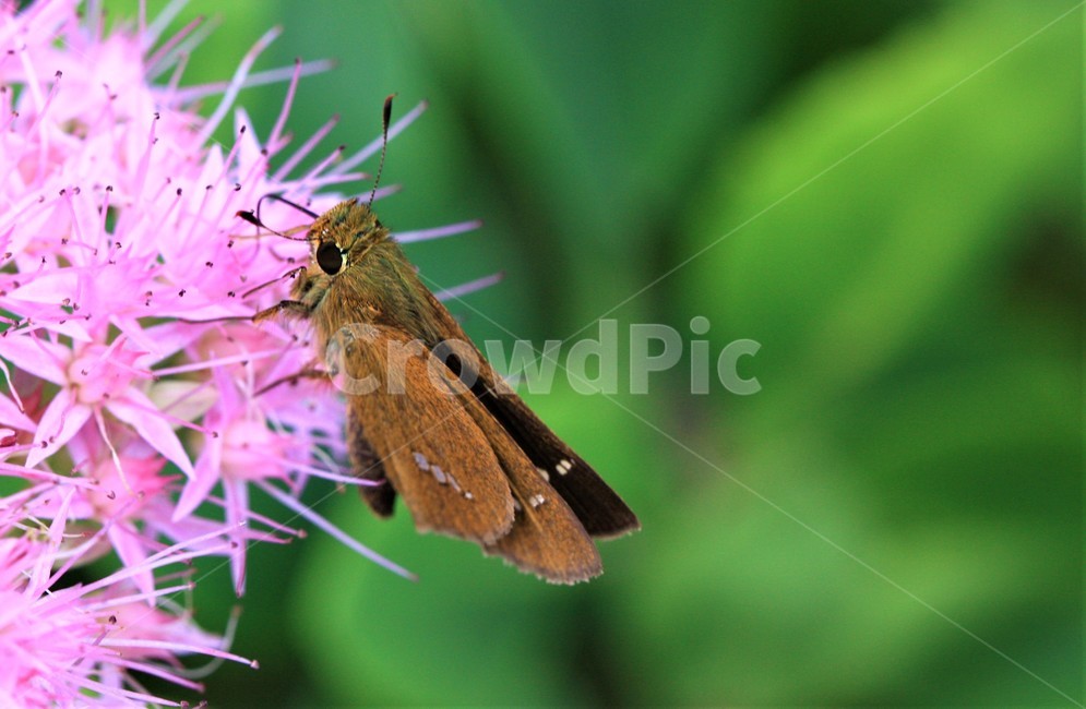 꽃,나비,가을,곤충,butterfly,식물,자연,plants,nature,꽃,flower,곤충,벌레,insect,bug