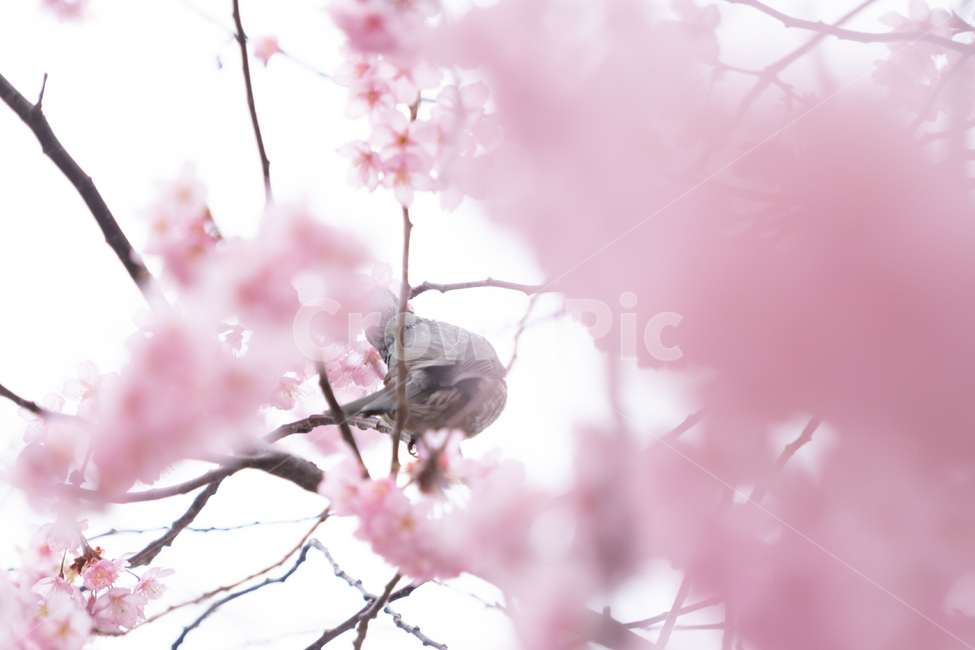 봄,벚꽃,새,조류,자연,봄꽃,핑크,봄,계절,spring,season,식물,자연,plants,nature,꽃,flower,동물,animal,조류,새,birds,cherry blossom,plant,blossom,bird