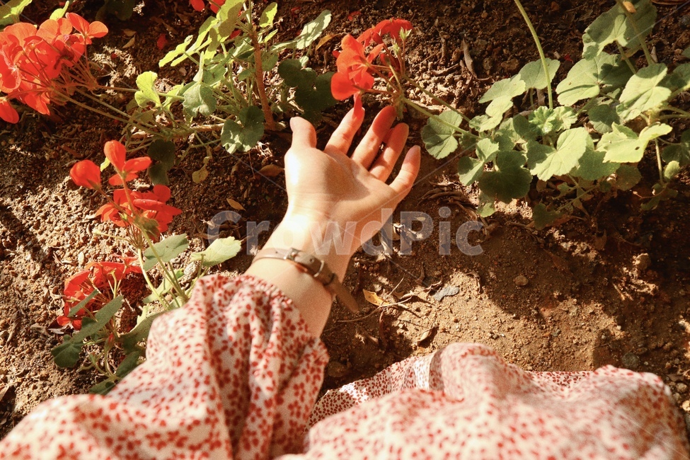 봄,꽃,정원,손,소녀,꽃,flower,사람,인물,인간,human,person,신체일부,몸,body,여성,여자,woman,female,lady