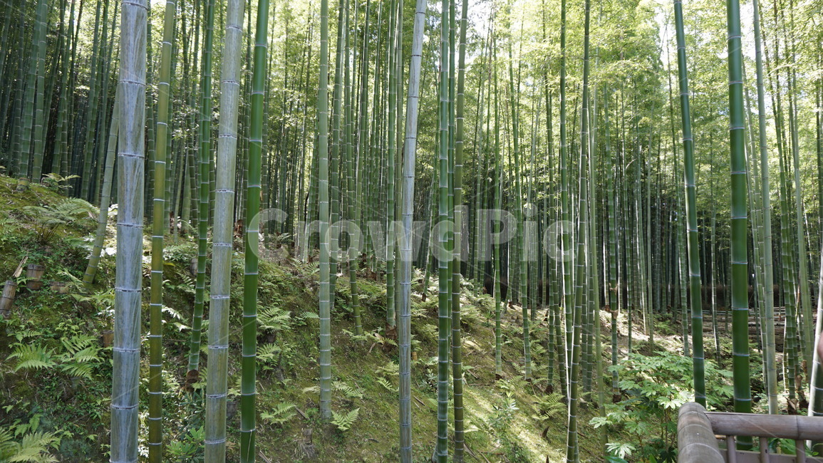 plant,식물,bamboo,대나무,녹색,초록색