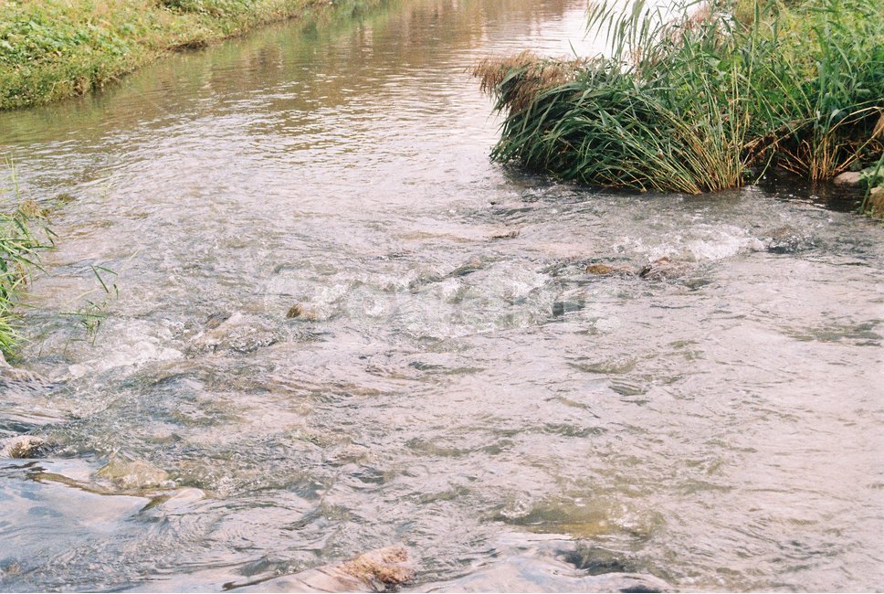 필름카메라,필음,필름사진,감성사진,풀,자연,하천,물,자연,풍경,nature,landscape,water