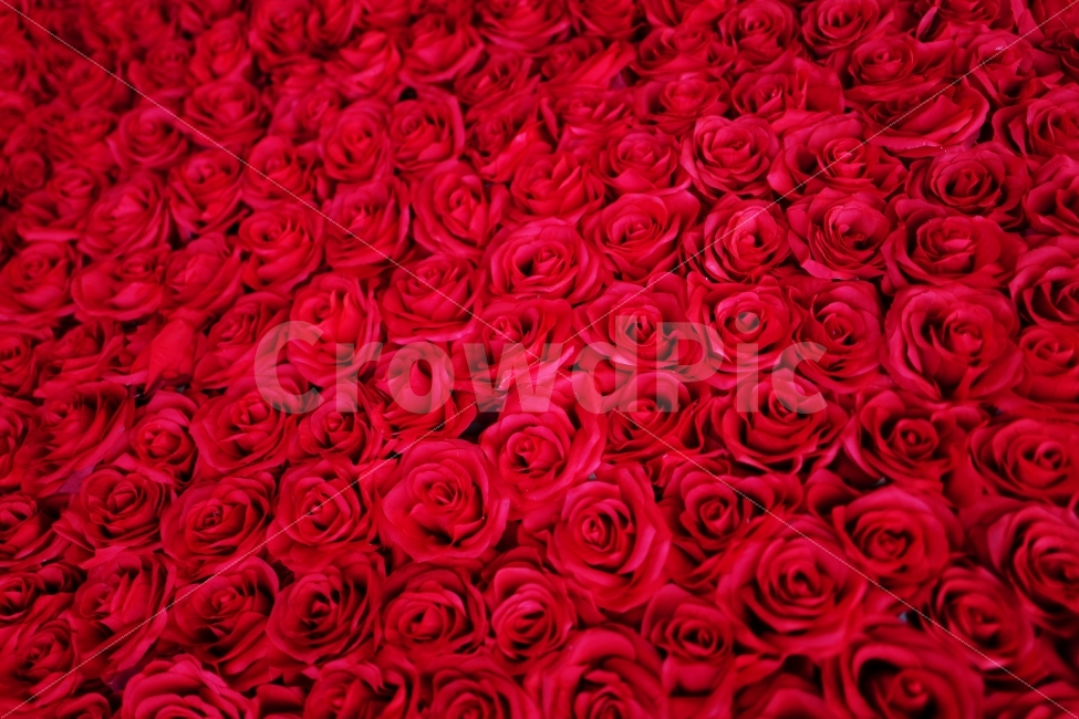 장미,꽃,빨깐꽃,백만송이,고백,사랑,식물,자연,plants,nature,꽃,flower,기념일,축하,anniversary,congratulation,celebrate,celebration