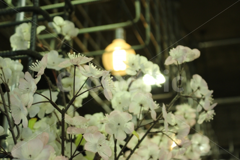 커피,카페,스페셜티,로스터리,인테리어,맛집,coffee,cafe,specialty,roastery,꽃,소품,식물,자연,plants,nature,꽃,flower