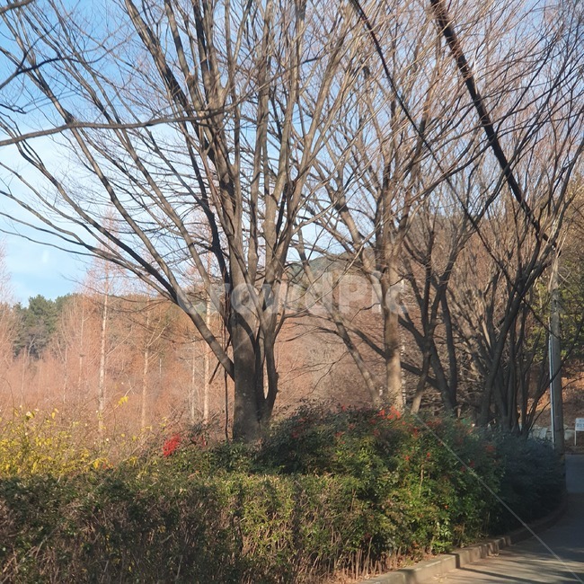 tree,나무,plant,식물,treetrunk,나무줄기,겨울,winter