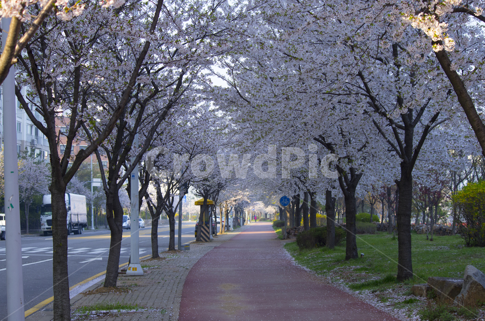 벚꽃길,꽃길,벚꽃,꽃,봄,봄꽃,나무,풍경,풍경사진,감성,감성사진,정취