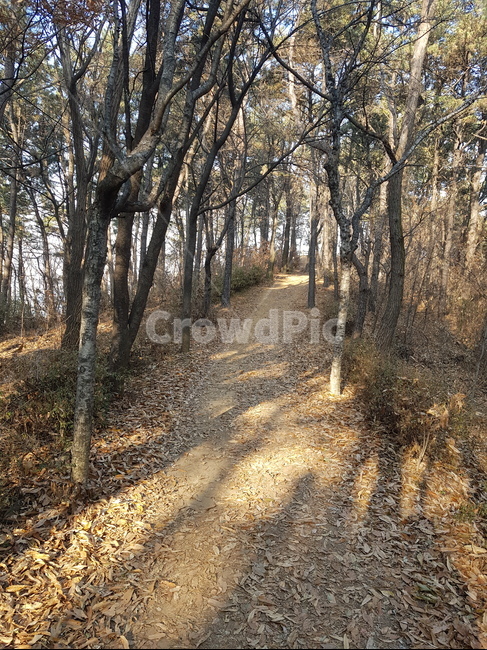 바닥,도로,흙길,자갈,나무,자연,풍경,nature,landscape