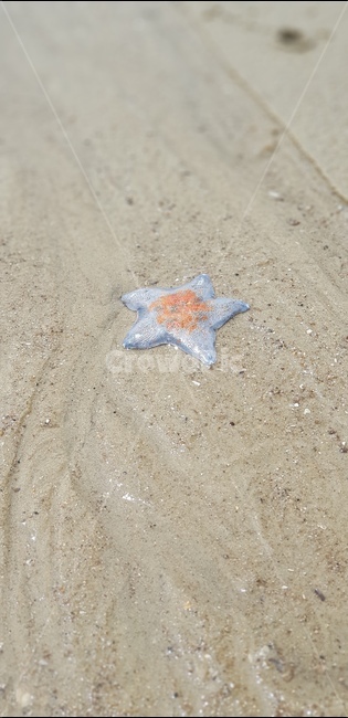 불가사리,바다,해변,starfish,바닷가,모래,해변가,별불가사리,별모양,햇살,돌,돌멩이,바위,해산물,바닷물