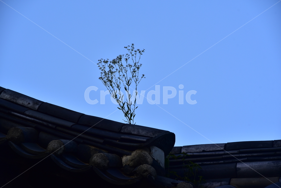 식물,풀,기와,처마,지붕,하늘,sky,grass,weed,roof,eaves,식물,자연,plants,nature