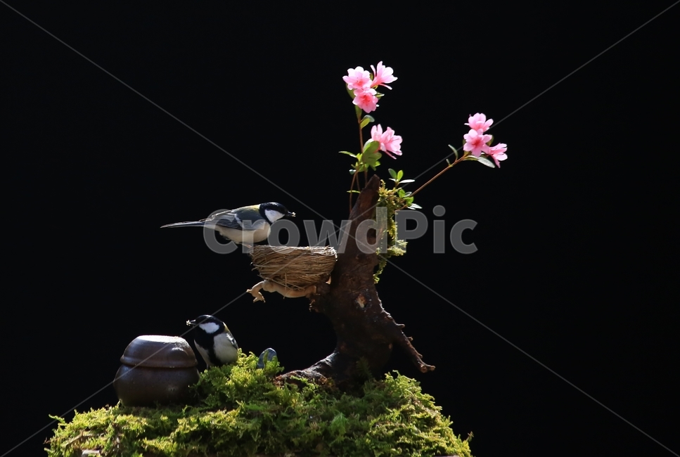 plant,식물,animal,동물,bird,새,새집,동박새,이끼,항아리,철쭉,철쭉꽃,식물,자연,plants,nature,꽃,flower,동물,animal,조류,새,birds