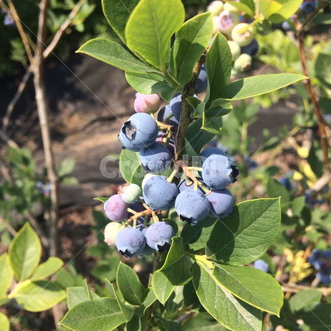 블루베리,나무,과일,열매,blueberry,식물,자연,plants,nature,과일,열매,fruit