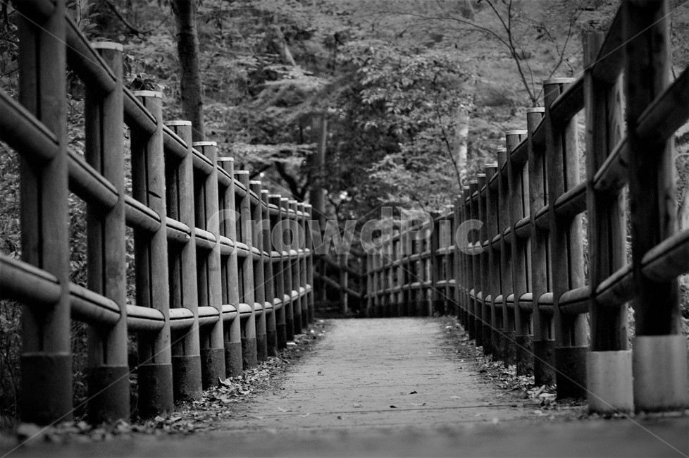 흑백,오솔길,다리,나무,비자림,감성,생각,길,제주도,제주시,흑백,모노톤,monochrome,black and white