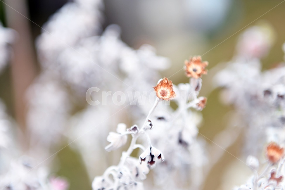 식물,꽃,감성사진,자연,flower,꽃사진,봄,봄꽃,계절,감성,4월,spring,힐링,자연풍경,풍경,봄,계절,spring,season,식물,자연,plants,nature,꽃,flower,plant