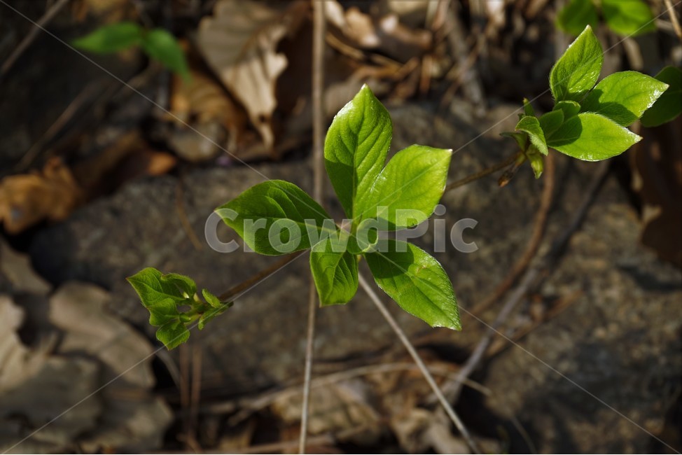 잎,진달래이파리,식물,자연,leaf