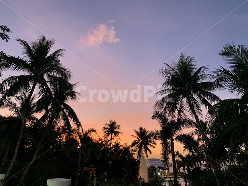 괌,하늘풍경,풍경,하늘,선셋,guam,sky,pinksky,sunset,핑크하늘,자연,풍경,nature,landscape,실루엣,그림자,silhouette,shadow,summer,여름,palm tree,야자수,tree,나무,plant,식물