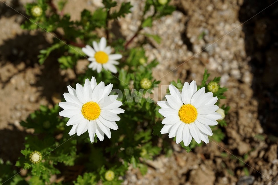 꽃,식물,꽃잎,plant,flower,식물,자연,plants,nature,꽃,flower