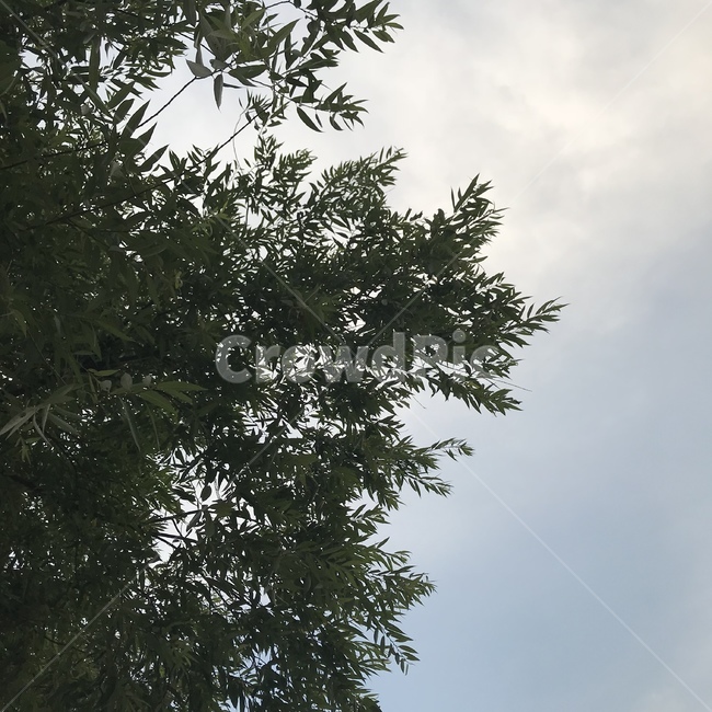 나무,하늘,구름,잎,tree,sky,자연,풍경,nature,landscape,plant,식물