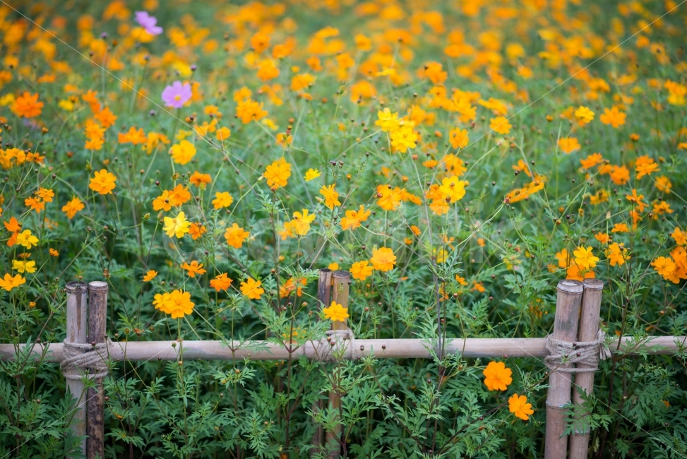 장성,황룡강,노란꽃,황화코스모스,코스모스,가을,풍경,식물,자연,plants,nature,가을,계절,fall,autumn,season,꽃,flower,grassland,목초지,field,들,outdoors,옥외,rural,농촌,farm,농장