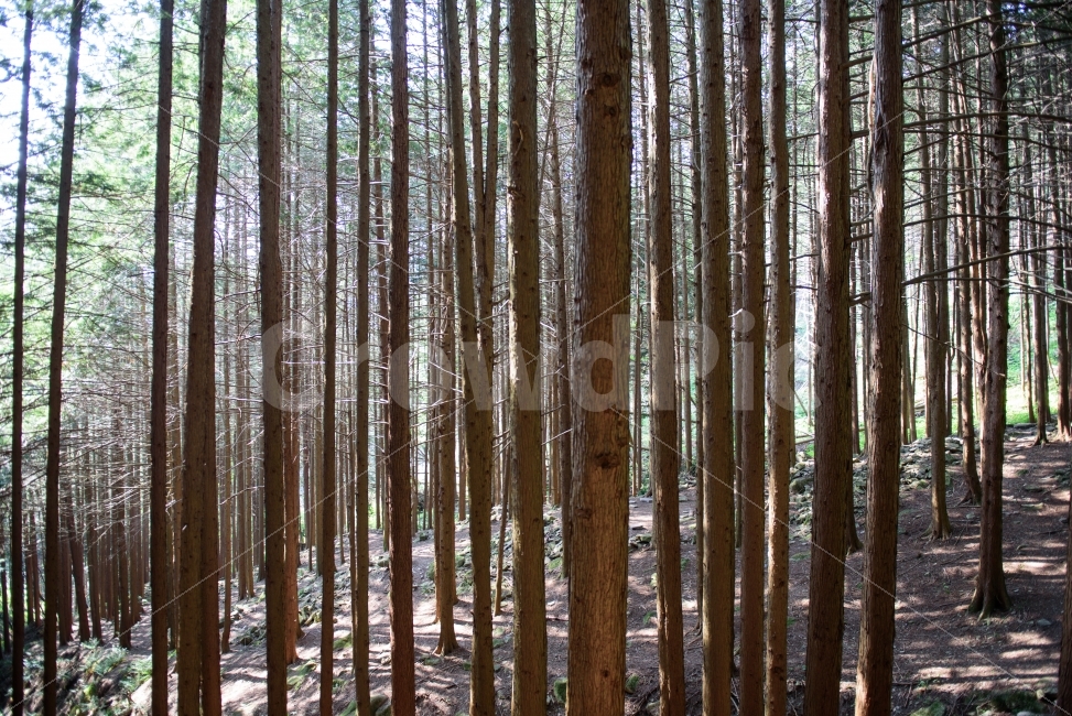 tree pattern,rest,forest,nature,tree,metasequoia,outdoor,healing,Image without people,plant