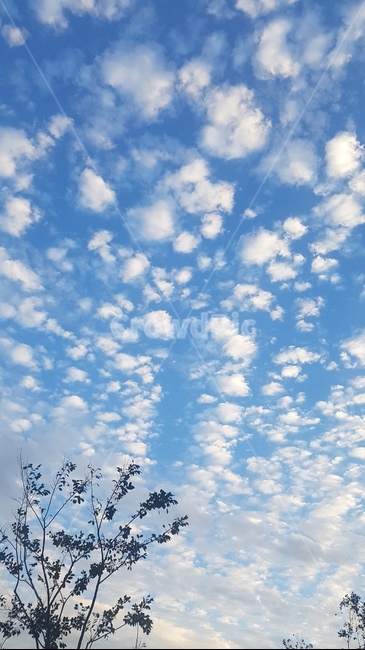 구름,하늘,나무,가을,동글동글,솜사탕구름,목화,fall,nature,cloud,자연,풍경,nature,landscape,outdoors,옥외,azure sky,푸른 하늘,sky