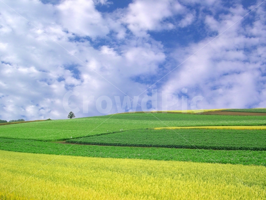 풍경,논밭,밭,논,작물,농작물,재배,농업,농사,밀,밀밭,식량,하늘,구름,풍경사진,배경,백그라운드,빽그라운드,background,자연,풍경,nature,landscape,시골,마을,country,rural,town,field,들,outdoors,옥외,grassland,목초지