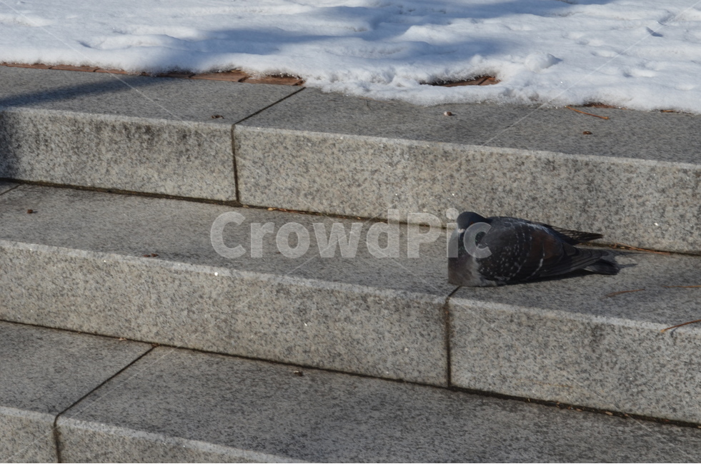 비둘기,계단,겨울,자연,도시,풍경,새,겨울,계절,winter,season,동물,animal,조류,새,birds