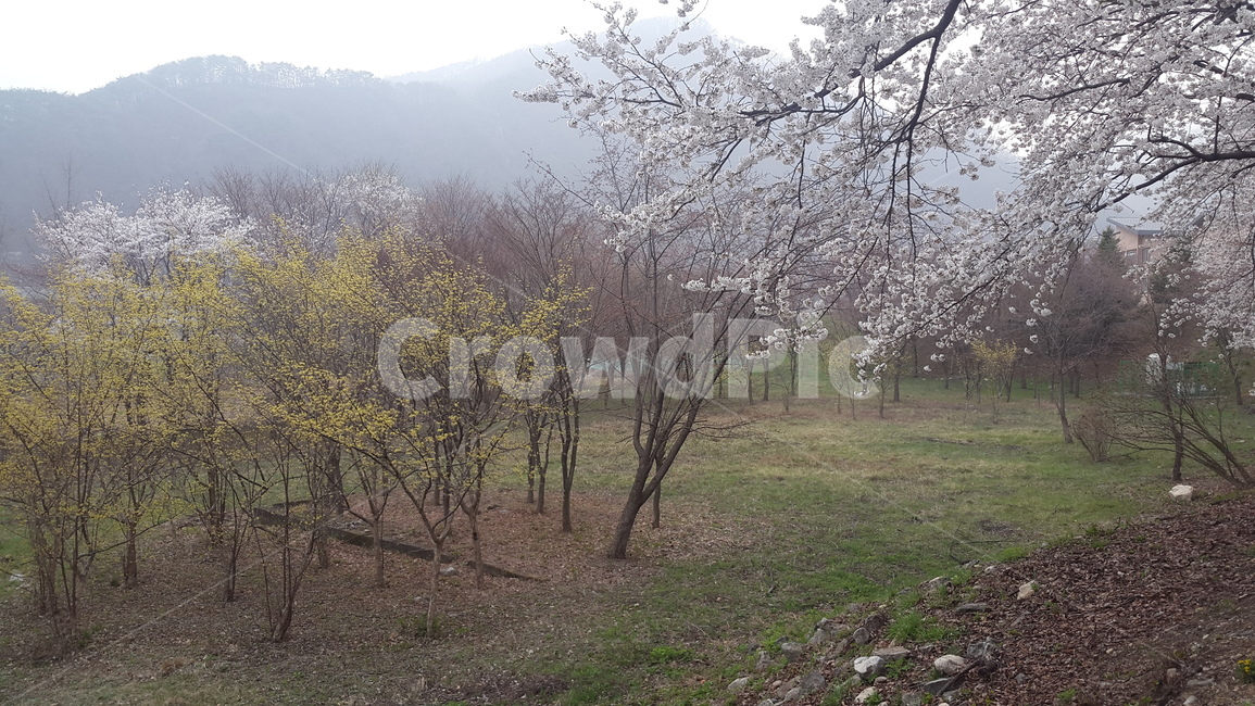 봄풍경,봄,벚꽃,산수유,자연,자연,풍경,nature,landscape,ground,바닥,plant,식물