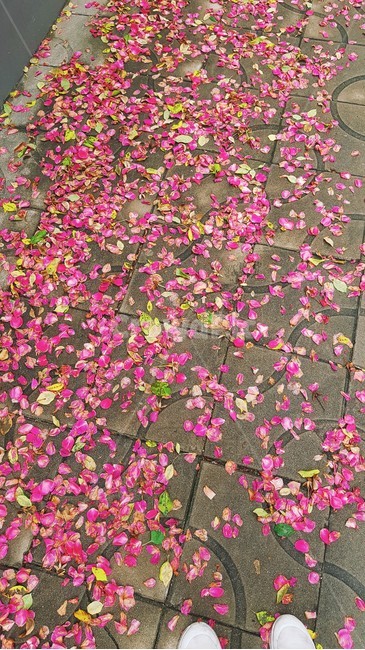 blossom,flower,꽃,flowers,꽃잎