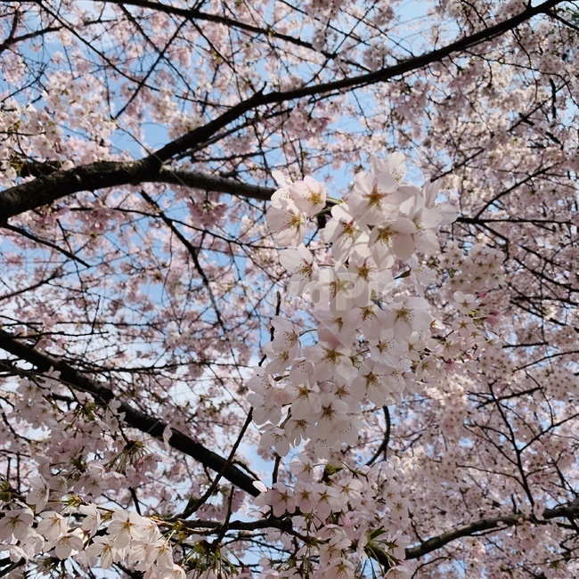 벚꽃,봄,꽃,자연,풍경,식물,파란색,분홍색,배경,spring,plants,nature,flower