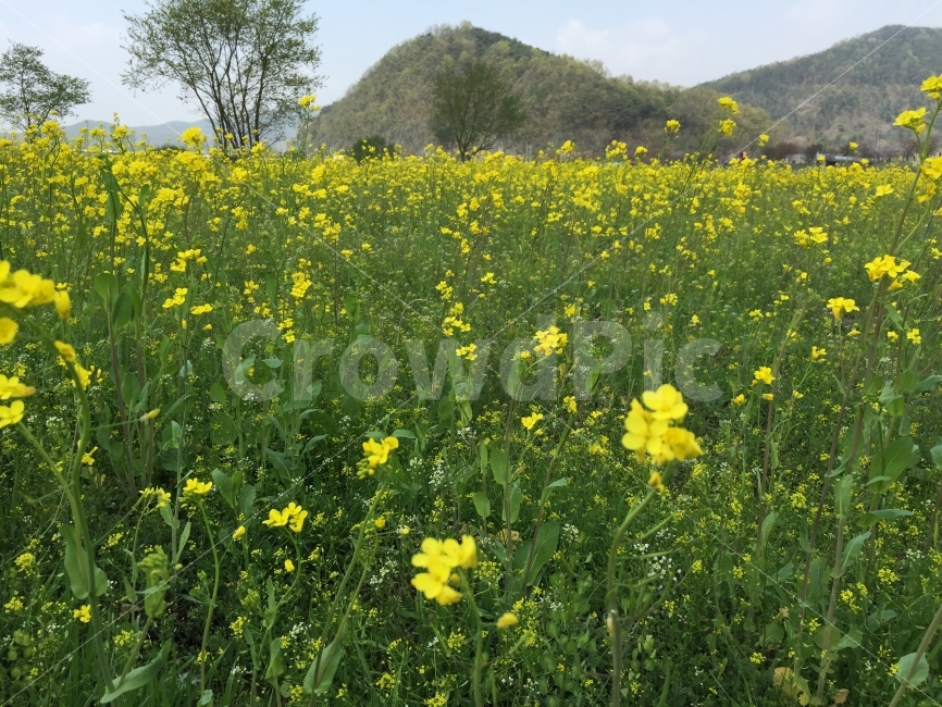 유채꽃,봄,화사함,노란색,배경화면,사랑,충주,자연,풍경,nature,landscape,plant,식물,outdoors,옥외,grassland,목초지,field,들,farm,농장,rural,농촌,meadow