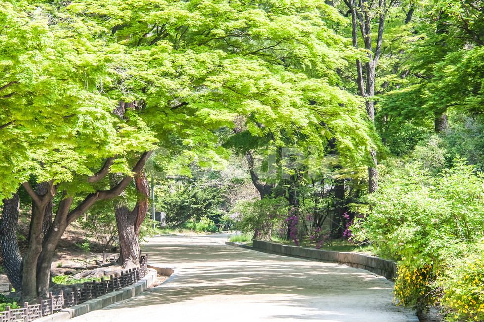 나무,푸른나무,정원,푸르름,봄,산책,길,자연,풍경,nature,landscape,휴식,힐링,rest,relaxation,healing,garden,outdoors,옥외,arbour,정자