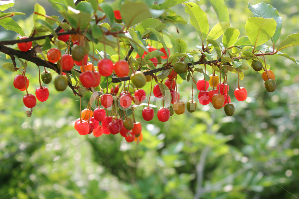 branch,bush,cherry,closeup,열매,과일,식물,나무,정원,그린,녹색,잎,나뭇잎,잎사귀,자연,elaeagnus,elaeagnusumbellata,fresh,fruit,fruits,garden,green,leaf,natural,nature,oleaster,oliveberries,plant,ripe,가지,나뭇가지,보리수,보리수나무,잘익은,익은,shrub,tree,umbellata,레드,빨강,빨강색,red,식물,자연,plants,nature,과일,열매,fruit