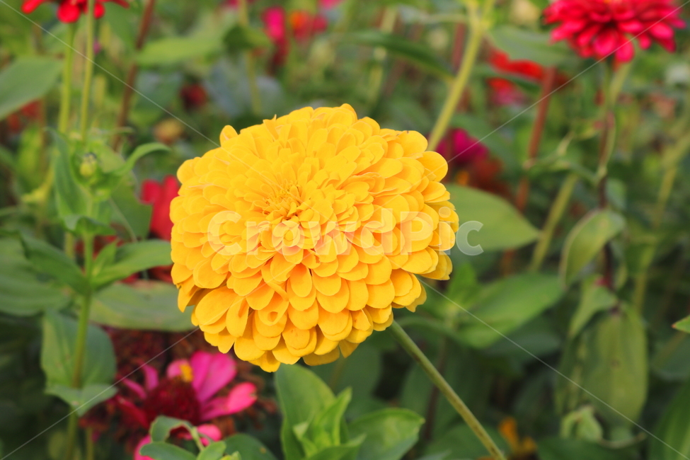 백일홍,꽃,백일홍꽃,식물,자연,국화과,식물,자연,plants,nature,꽃,flower