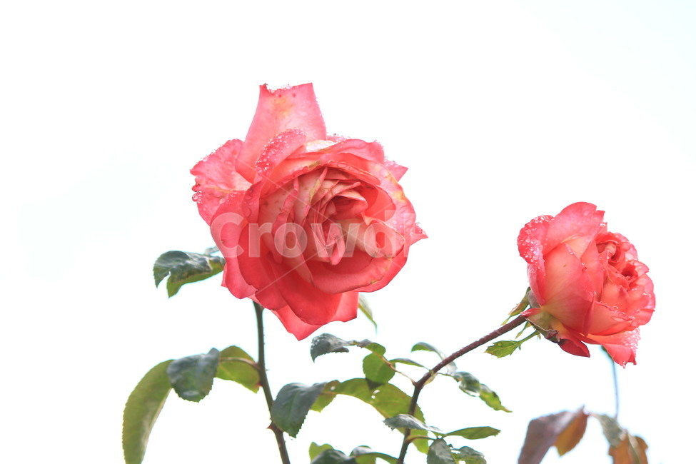 장미,식물,꽃,자연,두송이,rose,plant,blossom,flower,이슬,감성사진,색감,식물,자연,plants,nature,꽃,flower