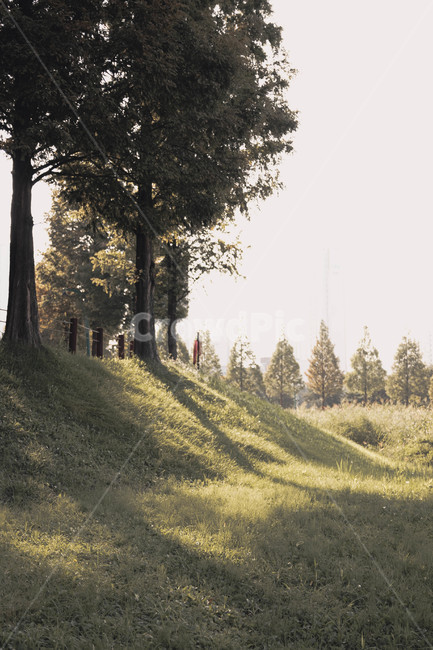 나무,tree,식물,plant,들판,초원,공원,자연,풍경,nature,landscape