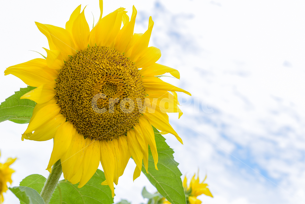 해바라기,sunflower,plant,식물,blossom,꽃,flower,해바라기밭,하늘,식물,자연,plants,nature,꽃,flower