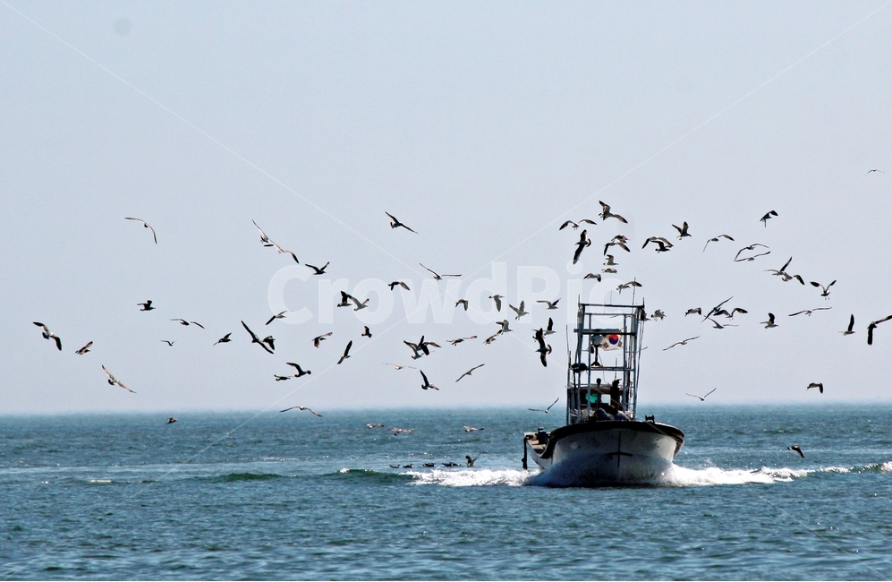 갈매기,어선,바다,그리움,꿈,기쁨,동물,animal,조류,새,birds,산업,industry,industrial,어업,fishery,fishing industry,교통,교통수단,traffic,transportation,vehicle,차량,boat,보트