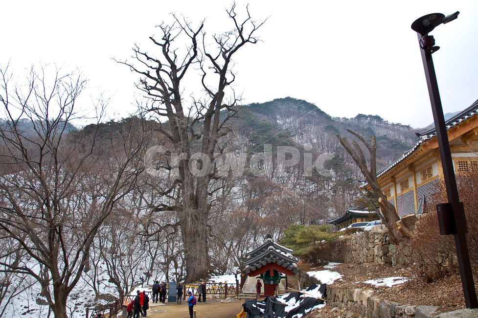 겨울,나무,눈,사찰,절,겨울,계절,winter,season,한국전통,한국문화,korean traditional,korean culture,사람들,대중,군중,other people,crowd,건축물,건물외관,exterior,building,structure,architecture,construction