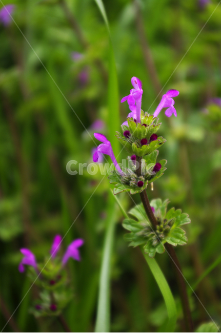 꽃,flower,계절,봄,spring,식물,plant,자연,nature,식물,자연,plants,nature,꽃,flower