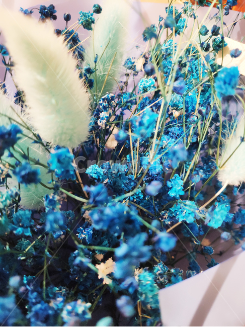 꽃,식물,말린꽃,안개꽃,파랑색,flower,plant,driedflower,mistflower,blue