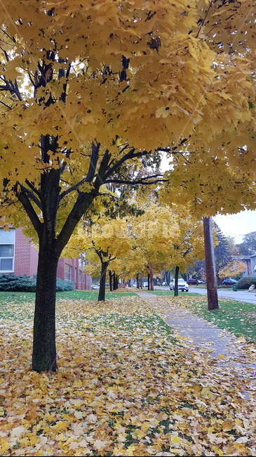 노란단풍,낙옆,길거리,가을,단풍,나무,tree,plant,식물,가을,계절,fall,autumn,season,tree trunk,나무 줄기