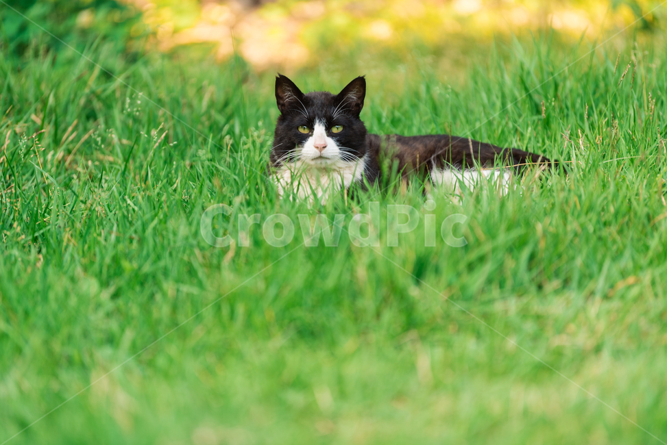 고양이,캣,냥냥이,길고양이,삼색이,치즈냥,냥,cat,동물,동물,animal,포유류,mammal,고양이,cat,kitten,kitty