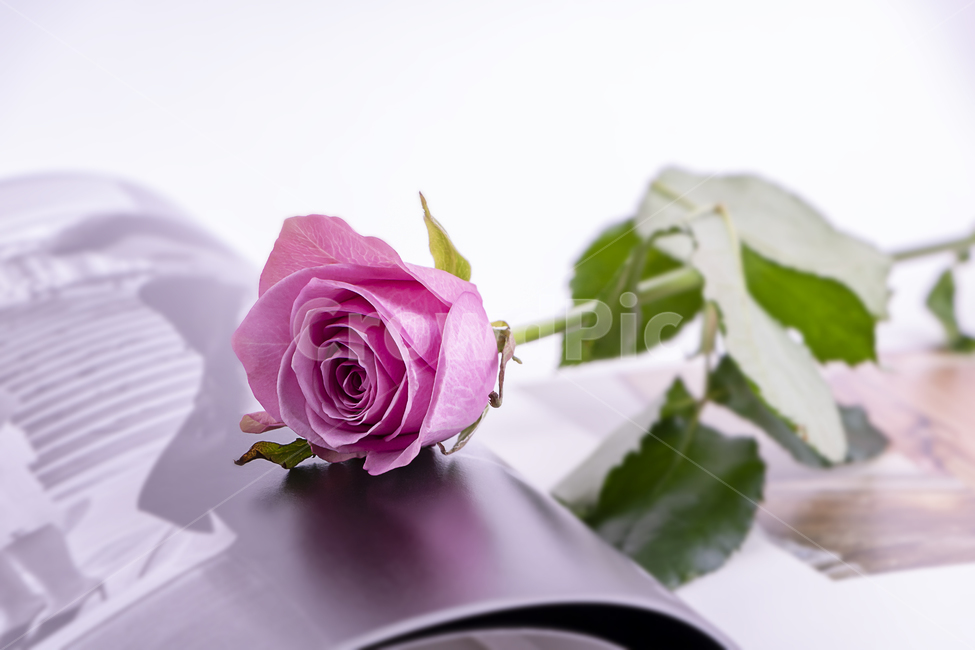 잡지,장미,한송이,녹색,잎,꽃잎,책,배경,식물,자연,plants,nature,꽃,flower,연출,컨셉,콘셉,direction,concept
