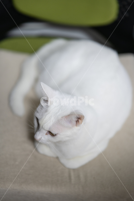 고양이,앙고라,동물,cat,angora,동물,animal,포유류,mammal,고양이,cat,kitten,kitty