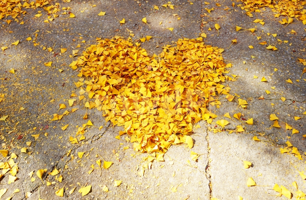 은행,하트,은행잎,단풍,사랑,가을,식물,감성,감정,계절,가을,계절,fall,autumn,season,식물,자연,plants,nature,감정표현,기분,feeling,emotion,연출,컨셉,콘셉,direction,concept,plant,leaf,잎,ground,바닥